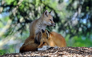 two foxes on brown wood HD wallpaper